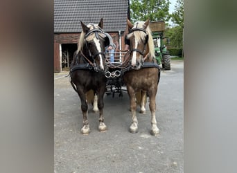 Black Forest Horse, Gelding, 11 years, 15,1 hh, Chestnut