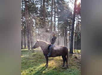 Black Forest Horse, Gelding, 12 years, 14,2 hh, Chestnut
