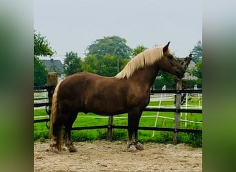 Black Forest Horse, Gelding, 13 years, 16 hh, Chestnut