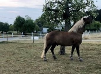 Black Forest Horse, Gelding, 13 years, 16 hh, Chestnut