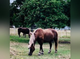 Black Forest Horse, Gelding, 13 years, 16 hh, Chestnut