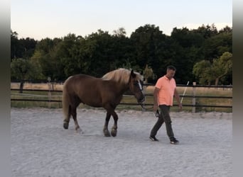 Black Forest Horse, Gelding, 13 years, 16 hh, Chestnut