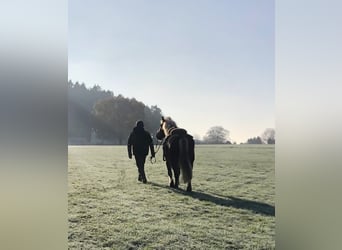 Black Forest Horse, Gelding, 13 years, 16 hh, Chestnut