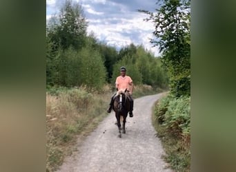 Black Forest Horse, Gelding, 13 years, 16 hh, Chestnut