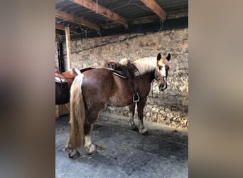 Black Forest Horse, Gelding, 13 years, 16 hh, Chestnut