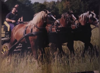 Black Forest Horse, Gelding, 14 years, 15.1 hh, Chestnut