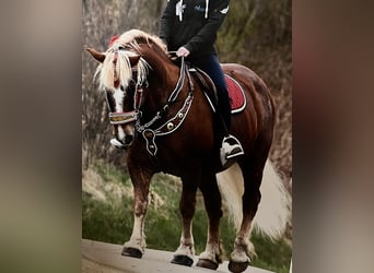 Black Forest Horse Mix, Gelding, 15 years, 15,2 hh, Chestnut-Red