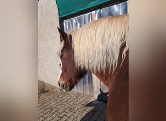 Black Forest Horse, Gelding, 19 years, 15 hh, Chestnut