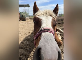 Black Forest Horse, Gelding, 1 year, Chestnut-Red
