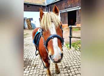 Black Forest Horse, Gelding, 21 years, 13.2 hh, Chestnut