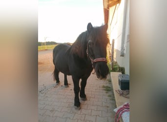 Black Forest Horse Mix, Gelding, 21 years, 13 hh, Smoky-Black