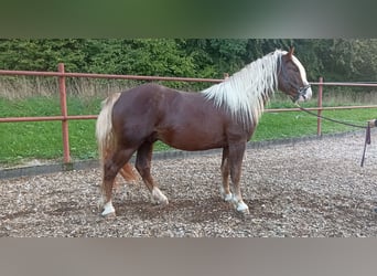 Black Forest Horse, Gelding, 2 years, 14.3 hh, Chestnut