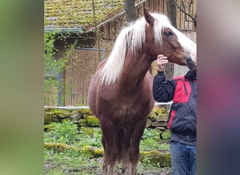 Black Forest Horse, Gelding, 2 years, 15.1 hh, Chestnut