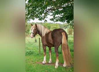 Black Forest Horse, Gelding, 2 years, 15 hh, Chestnut