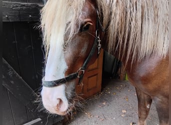 Black Forest Horse, Gelding, 2 years, 15 hh, Chestnut