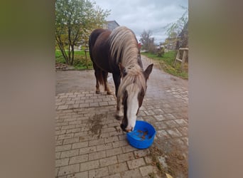 Black Forest Horse, Gelding, 3 years, 14,2 hh, Chestnut