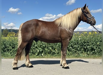 Black Forest Horse, Gelding, 3 years, 15.1 hh, Chestnut