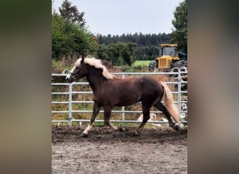 Schwarzwälder Fuchs, Wallach, 3 Jahre, 15,1 hh, Fuchs