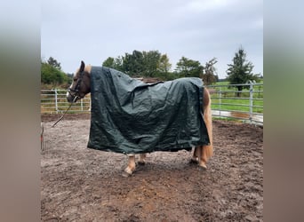 Schwarzwälder Fuchs, Wallach, 3 Jahre, 15,1 hh, Fuchs