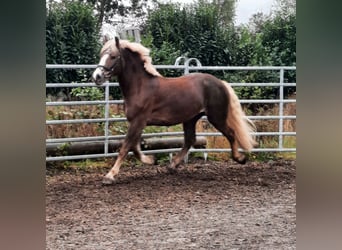 Schwarzwälder Fuchs, Wallach, 3 Jahre, 15,1 hh, Fuchs