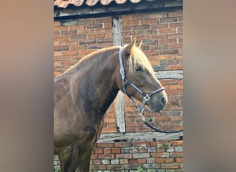 Black Forest Horse, Gelding, 3 years, 15.2 hh, Chestnut