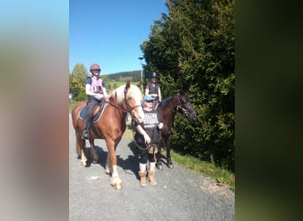 Black Forest Horse Mix, Gelding, 3 years, 15 hh, Chestnut-Red