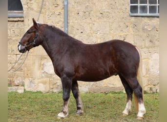Black Forest Horse, Gelding, 3 years, Chestnut