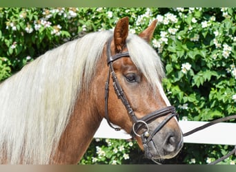 Black Forest Horse, Gelding, 4 years, 14.2 hh, Chestnut