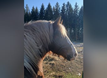 Black Forest Horse, Gelding, 4 years, 14.2 hh, Chestnut