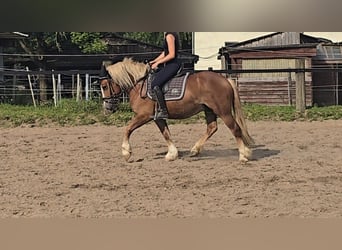 Black Forest Horse, Gelding, 4 years, 14,2 hh, Chestnut-Red