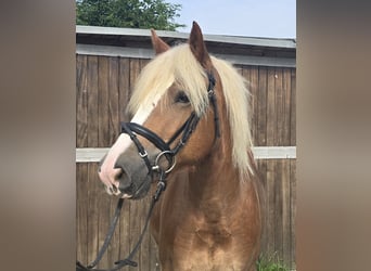 Black Forest Horse, Gelding, 4 years, 14,2 hh, Chestnut-Red