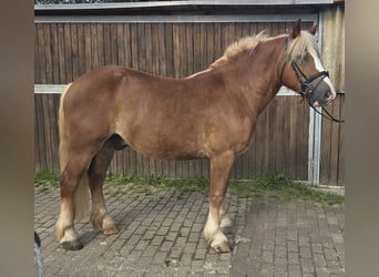 Black Forest Horse, Gelding, 4 years, 14.2 hh, Chestnut-Red