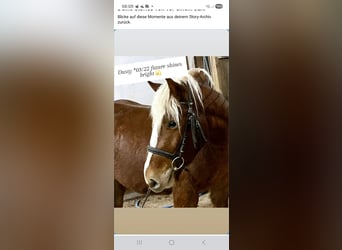 Black Forest Horse Mix, Gelding, 4 years, 14,2 hh, Chestnut-Red