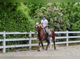 Black Forest Horse, Gelding, 4 years, 15 hh, Chestnut