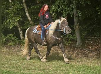 Black Forest Horse Mix, Gelding, 4 years, 15 hh, Chestnut
