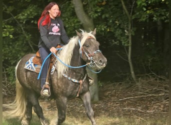 Black Forest Horse Mix, Gelding, 4 years, 15 hh, Chestnut