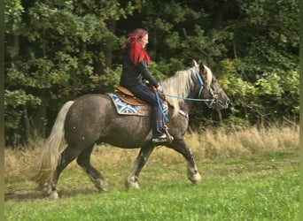 Black Forest Horse Mix, Gelding, 4 years, 15 hh, Chestnut
