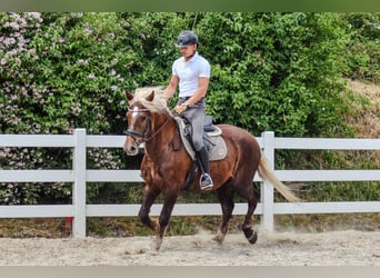 Black Forest Horse, Gelding, 4 years, Chestnut