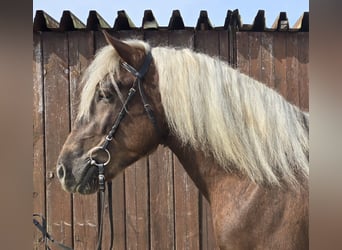 Black Forest Horse, Gelding, 5 years, 15.1 hh, Bay-Dark