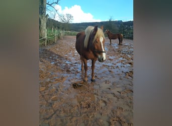 Schwarzwälder Fuchs, Wallach, 5 Jahre, 15,1 hh, Dunkelfuchs