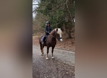 Black Forest Horse, Gelding, 5 years, 15.1 hh, Chestnut-Red