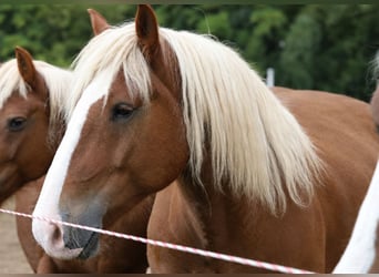Black Forest Horse, Gelding, 5 years, 15.1 hh, Chestnut-Red