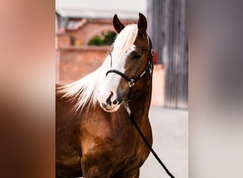 Black Forest Horse, Gelding, 5 years, 15,1 hh, Chestnut-Red