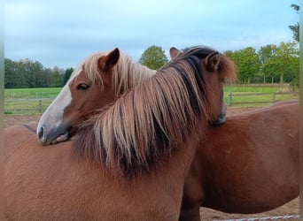 Black Forest Horse, Gelding, 6 years, 13,2 hh, Chestnut