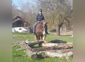 Black Forest Horse, Gelding, 6 years, 14.3 hh, Chestnut