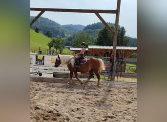 Black Forest Horse, Gelding, 6 years, 14,2 hh