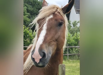 Black Forest Horse, Gelding, 6 years, 15.2 hh, Chestnut-Red