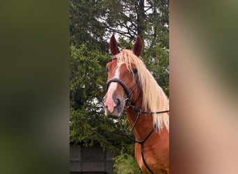 Black Forest Horse, Gelding, 6 years, 15.2 hh, Chestnut-Red