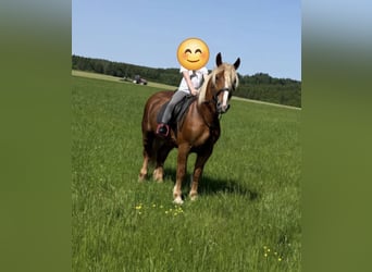 Black Forest Horse Mix, Gelding, 6 years, 15.2 hh, Chestnut-Red