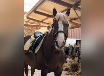Black Forest Horse, Gelding, 7 years, 15.1 hh, Chestnut